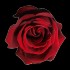 La légende de la rose rouge