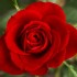 La rose dans la mythologie grecque