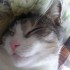 MoN cHaT