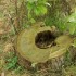 Mère nature a-t-elle un petit côté celte