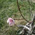 Le printemps