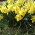 Le printemps