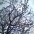 Le printemps