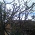 Le printemps