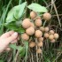 Balade très gourmande à l'î
