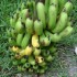 Balade très gourmande à l'î