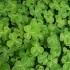 Menu de la Saint Patrick