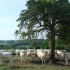 Mamie-Cannelle à la campagne.