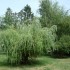 Mamie-Cannelle à la campagne.