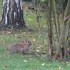 Dans le jardin de Mamie-Cannel