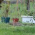 Dans le jardin de Mamie-Cannel