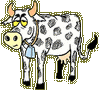 La vache à tache bretonne