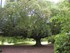 BOTANIQUE DE BAYEUX OU JARDIN 