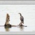 Gaétan, le cormoran