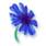 Bleuet de France