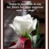 Dans le jardin de la vie.....