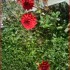 Dans mon jardin.