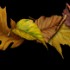 Feuilles d’automne