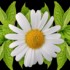 Bonjour tout le monde