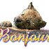 Bonjour tout le monde