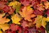 L'automne