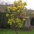 MIMOSA DE MON JARDIN