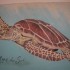 La tortue des mers de sud.