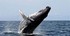 Sur les traces des baleines à