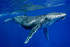 Sur les traces des baleines à
