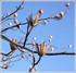 L'arbre aux tulipes