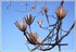 L'arbre aux tulipes