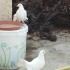 mes poules naines et mes colom