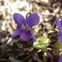 LES BOUGNETTES (ou garrifes )