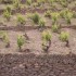 VENDANGES  A  BANYULS SUR MER