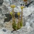 LES HERBES DE SAINT JEAN