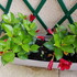 MES DIPLADENIAS SE PORTENT TRE