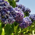 HORTENSIAS