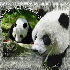 Ma créa pandas