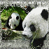 Pandas pour les tout-petits