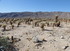 Dimanche 24 avril, Joshua Tree