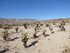 Dimanche 24 avril, Joshua Tree