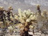Dimanche 24 avril, Joshua Tree