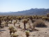 Dimanche 24 avril, Joshua Tree