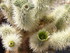 Dimanche 24 avril, Joshua Tree