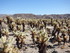 Dimanche 24 avril, Joshua Tree