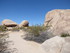 Dimanche 24 avril, Joshua Tree