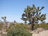 Dimanche 24 avril, Joshua Tree