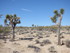 Dimanche 24 avril, Joshua Tree