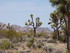 Dimanche 24 avril, Joshua Tree