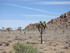 Dimanche 24 avril, Joshua Tree